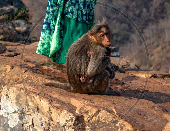 Indian Monkey With Her Baby