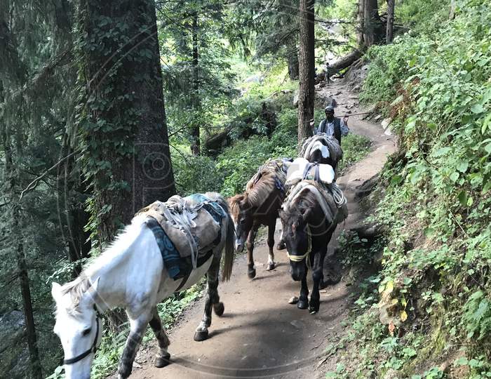 Horse and Mules being used as a means of transportation
