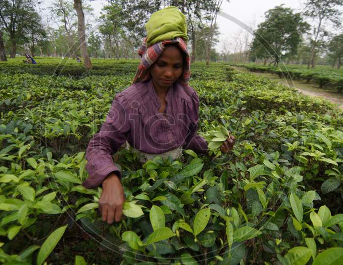 Assamese Woman Or Tea Workers Plucking Young Tea Leafs in Tea Estate  of Assam