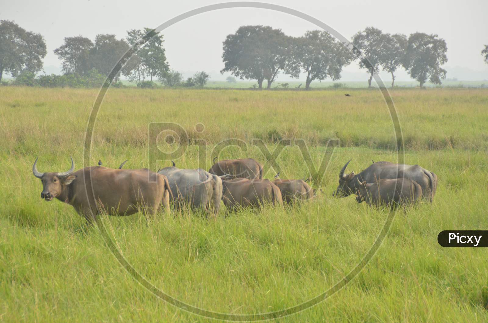 Wild Buffaloes  in Tropical Grass Lands at Kaziranga National Park, Assam