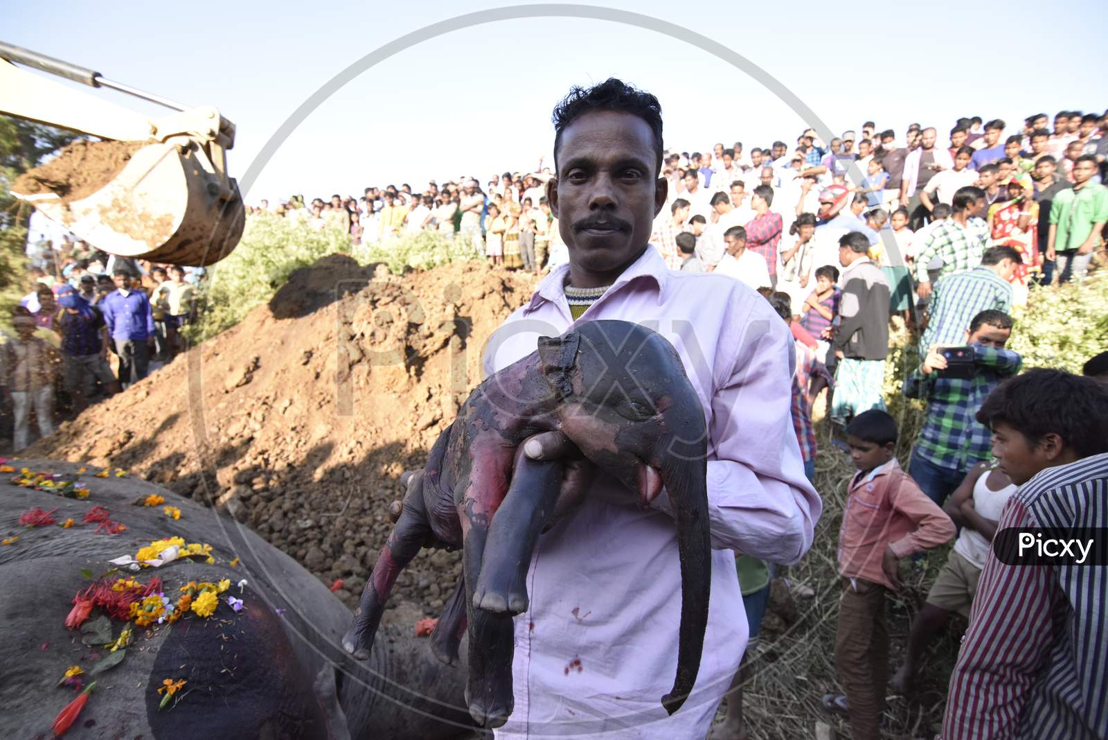 Local Villagers Rescuing An Infant Elephant From Died Mother Elephant  Hit By Train  At Hojai , Assam