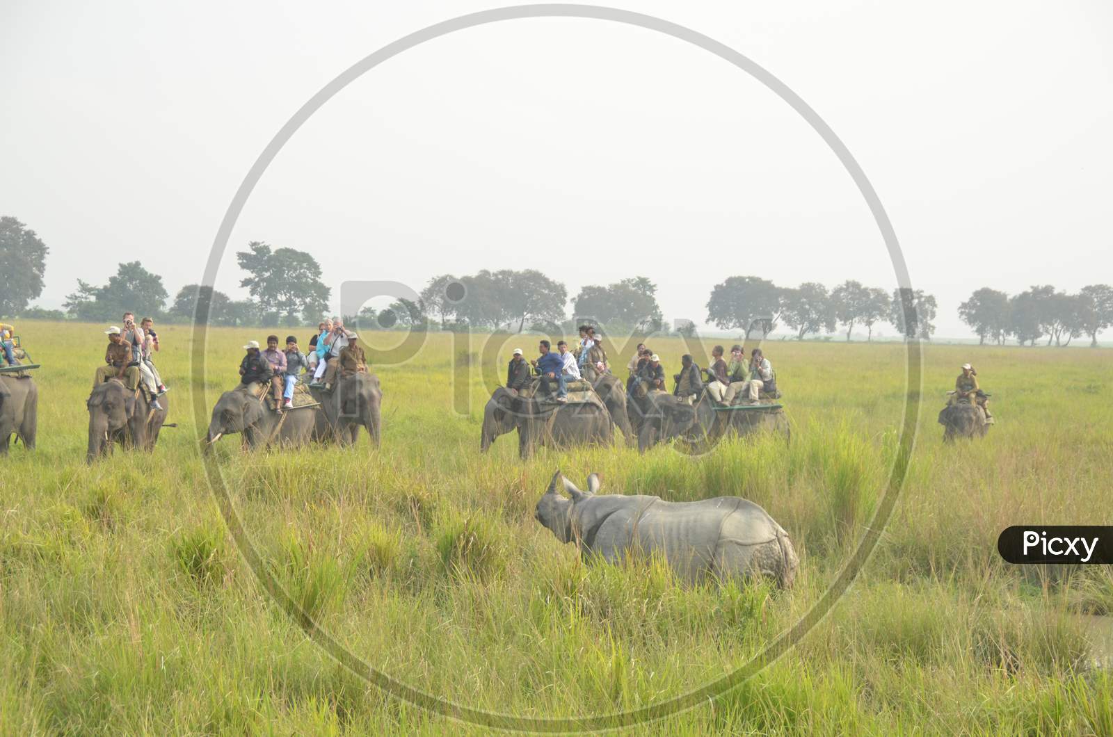 Tourists And Wild life Photographers  Taking Rides on Elephants And Watching Rhinoceros  in Kaziranga National  Park , Assam
