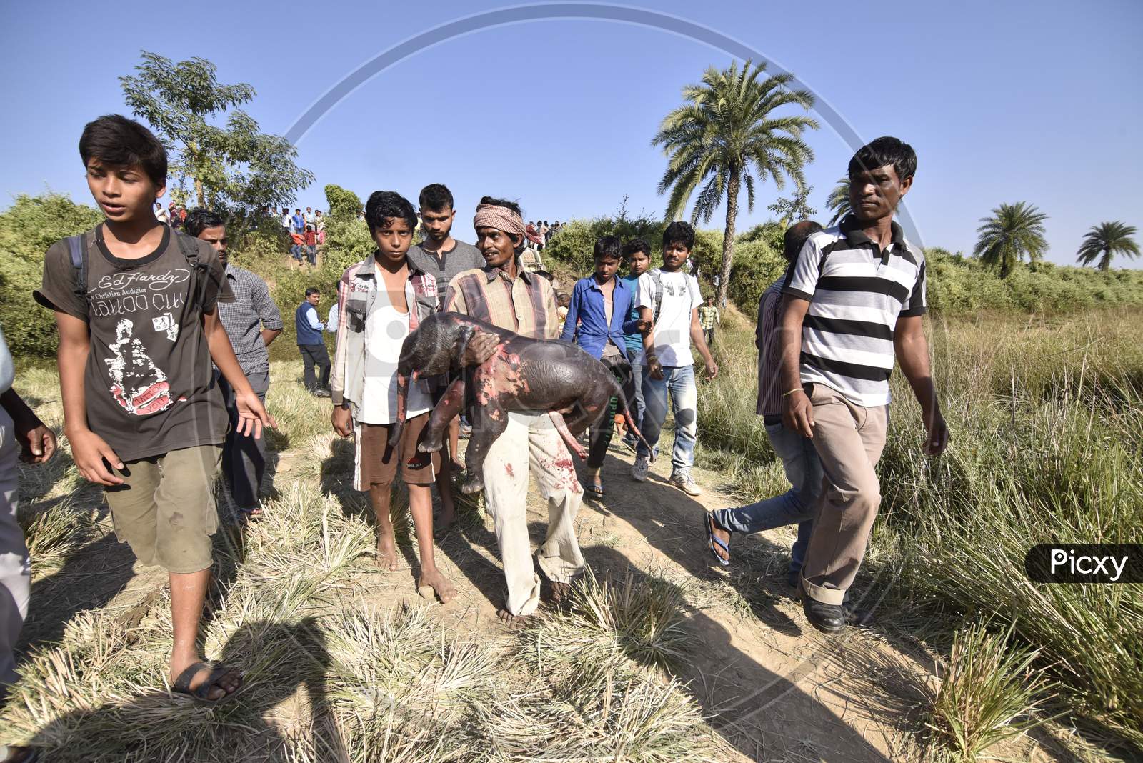 Local People Carrying a Infant Elephant Born To an Died Elephant Which Is Hit By arin In Hojai, Assam
