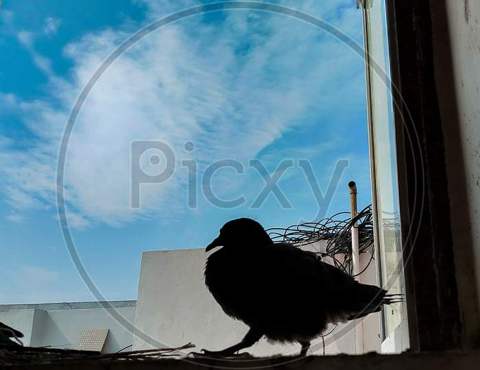 Silhouette of a Pigeon  In a Window