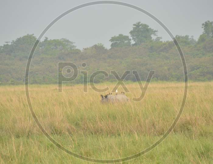 Rhinoceros  in Tropical Grass Lands in  Kaziranga National Park , Assam
