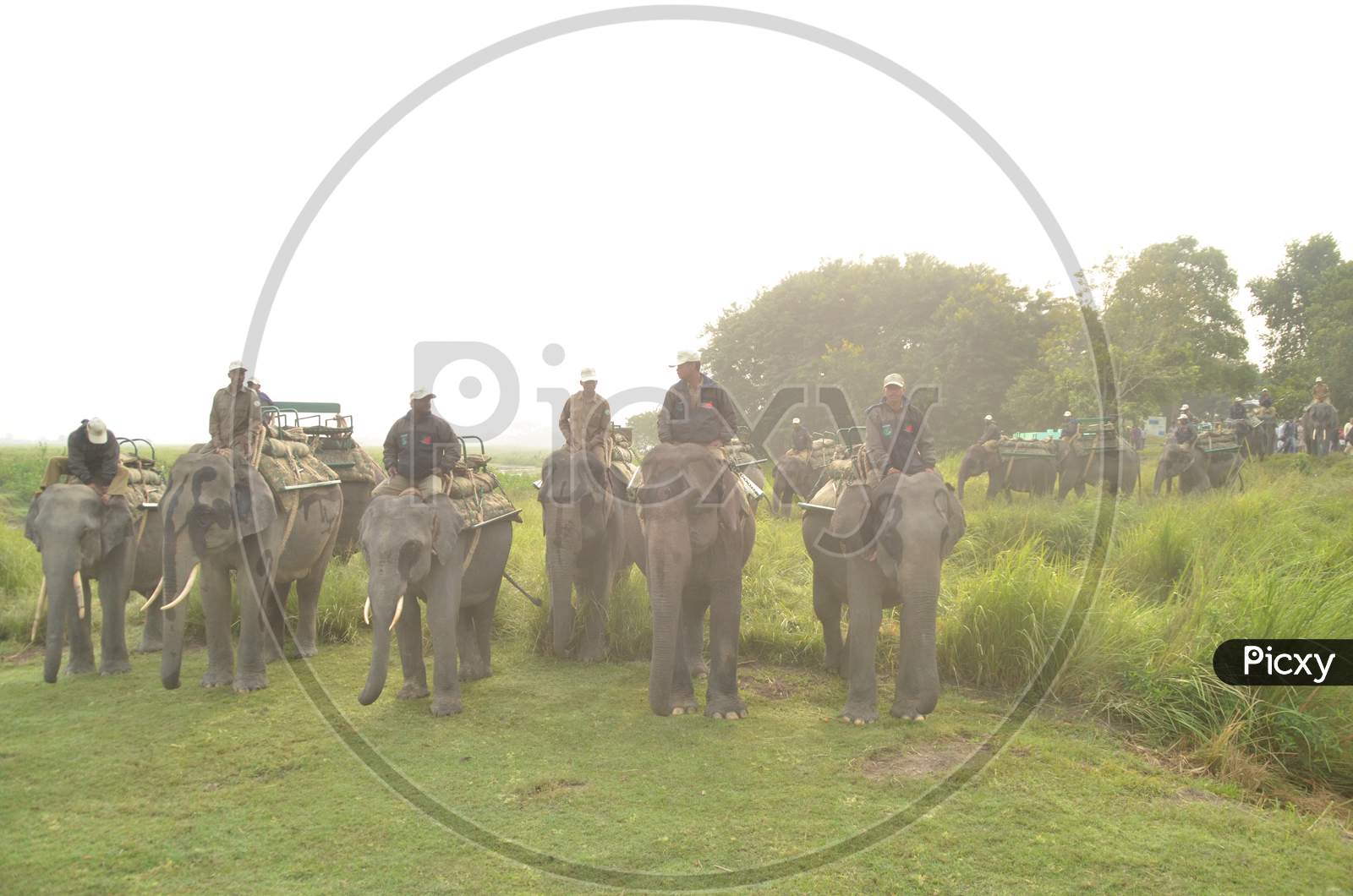 Elephant Safari in Kaziranga National Park, Assam