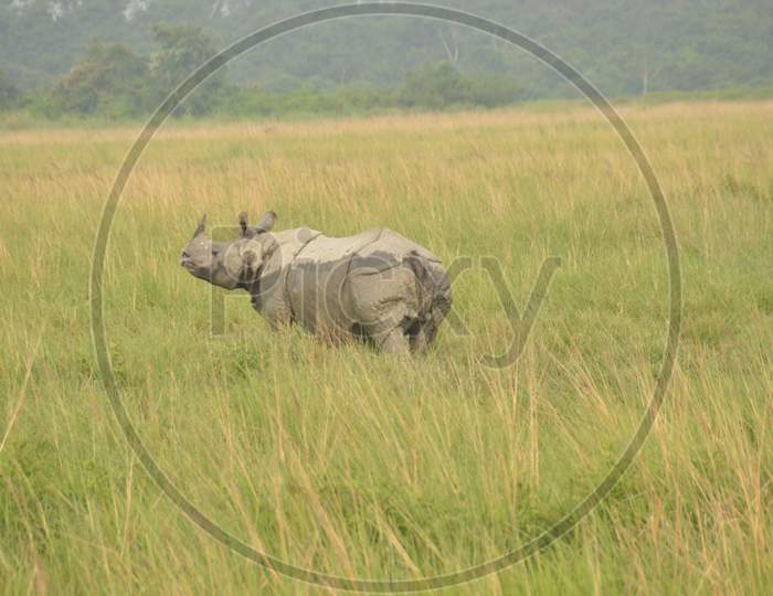 One Horned Rhino In Kaziranga National Park, Assam