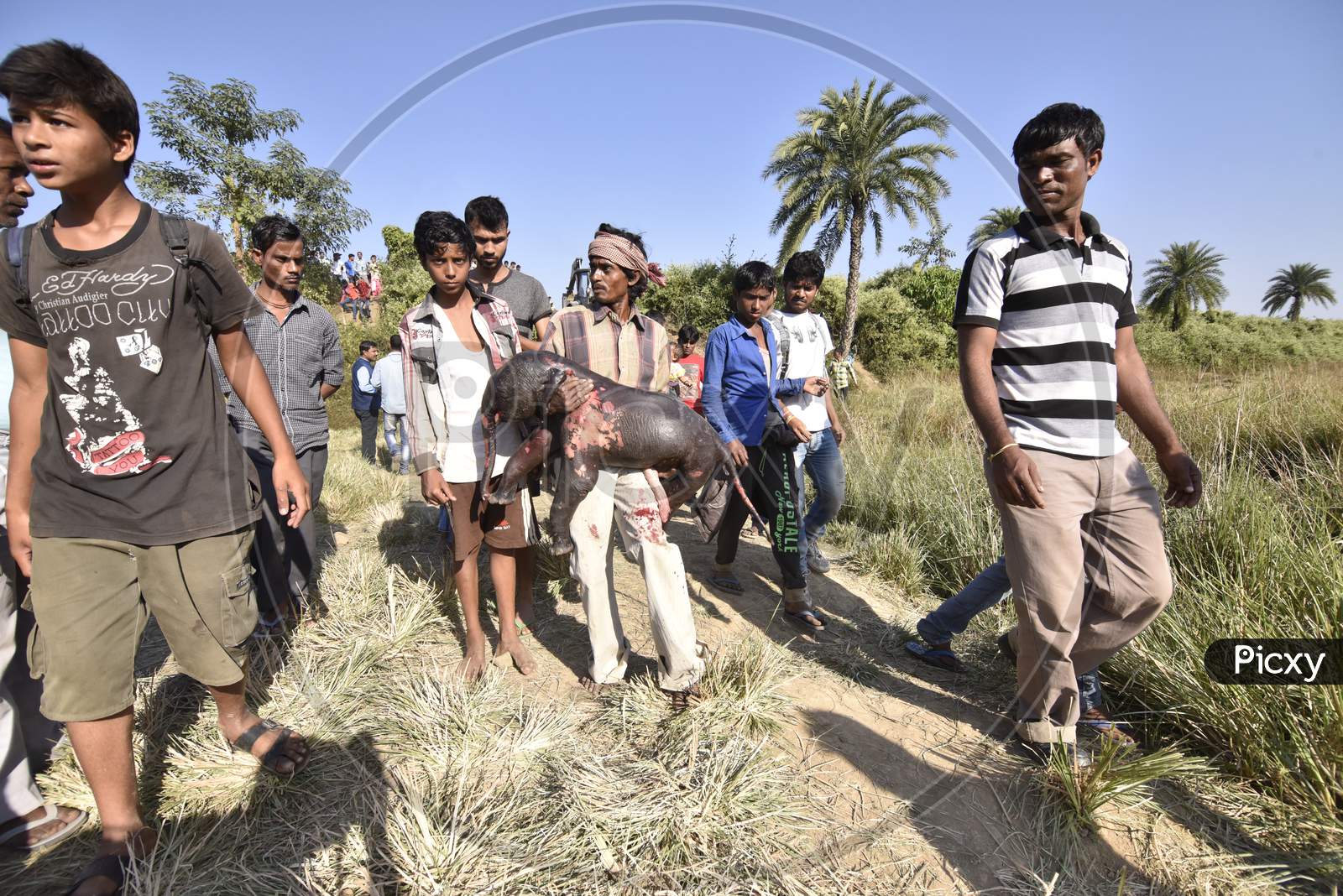 Local People Carrying a Infant Elephant Born To an Died Elephant Which Is Hit By arin In Hojai, Assam