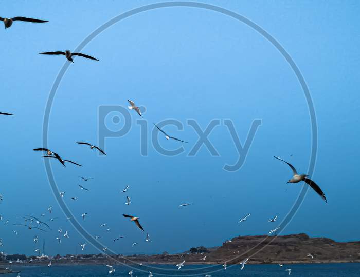 Sea Gull Birds In a Shore