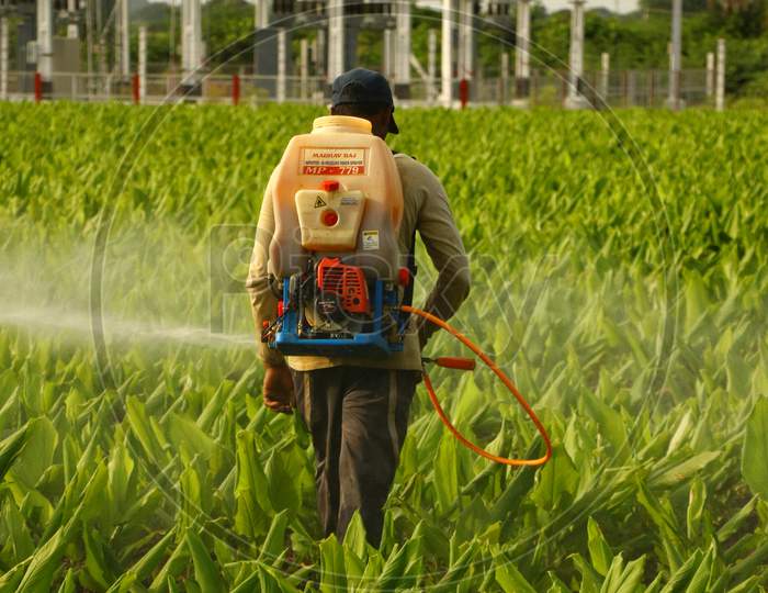 Farmer spraying pesticides in turmeric field s