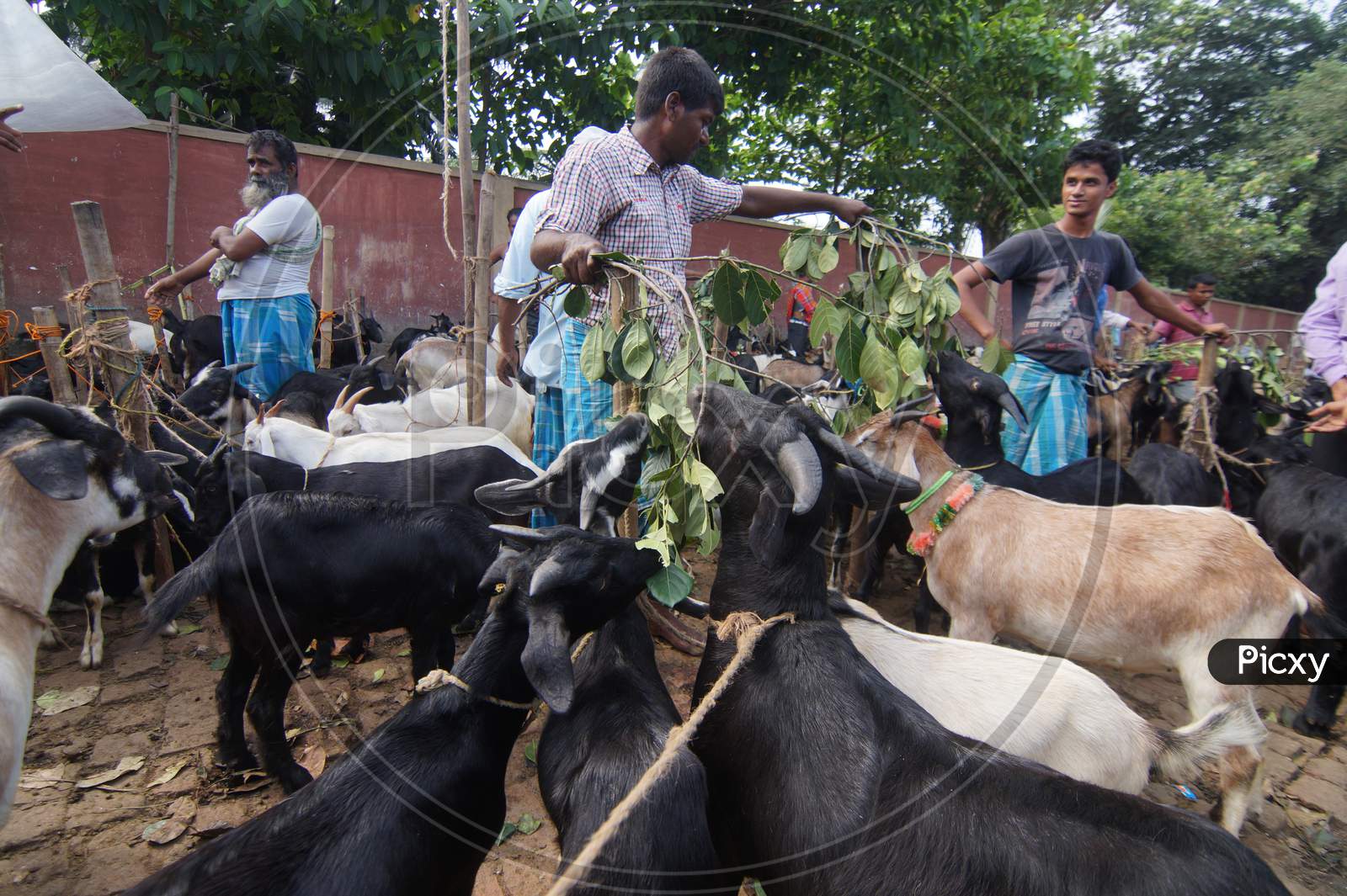 Image of Farmers Feeding Goats With Leafs And Water At EID Kivestock ...