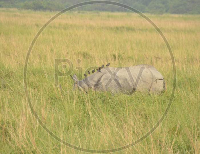 White Rhinoceros in Tropical Grass Land of Kaziranga National Park , Assam