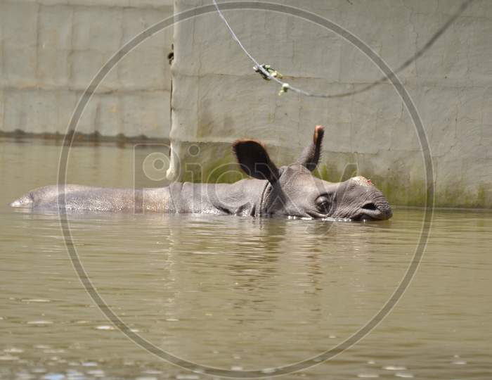Baby Rhino swim through flood waters in Kaziranga National Park on 26th July 2016