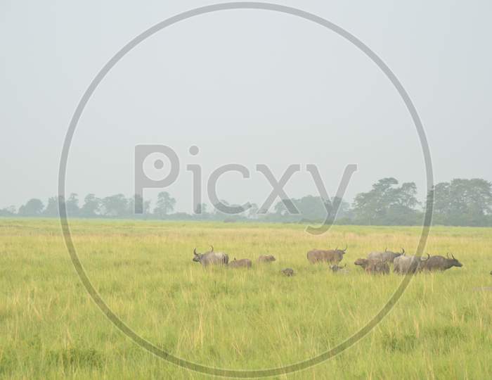 Wild Buffaloes in Tropical Grass Lands in  Kaziranga National Park , Assam