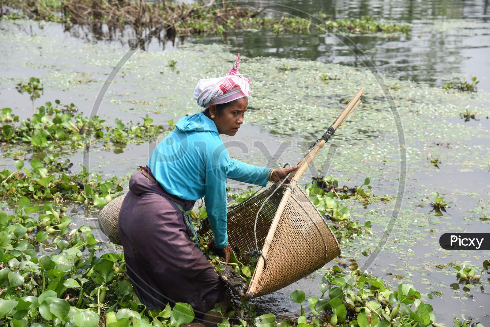 Image of Tribal Woman Fishing in Tropical Lake in Assam-YW454210-Picxy
