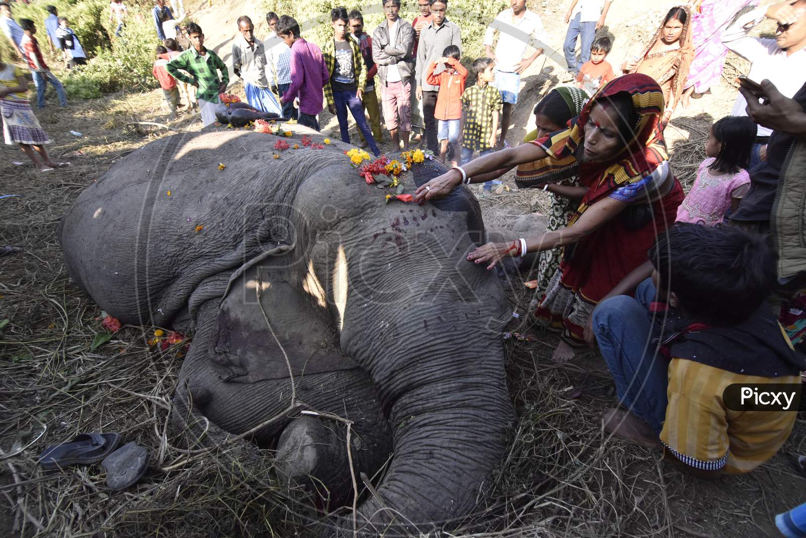 Local People Paying Homage At A Elephant Corpse Which Is Died by  Hitting An Train In Hojai , Assam
