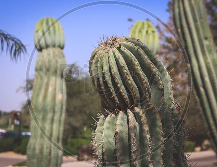 Life of Cactus