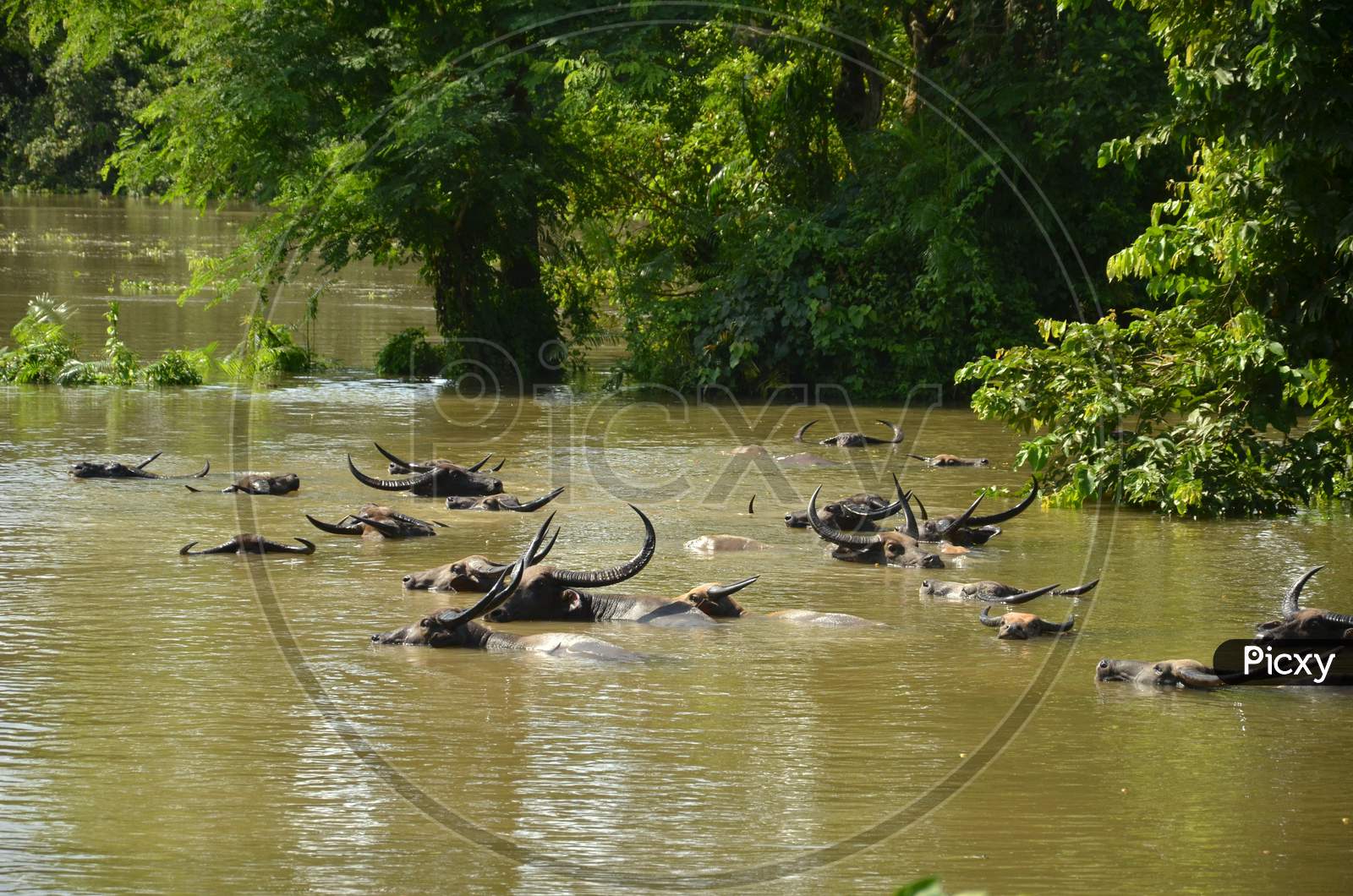 Wild Buffaloes Drowned in Flood Water In Kaziranga Region of Assam