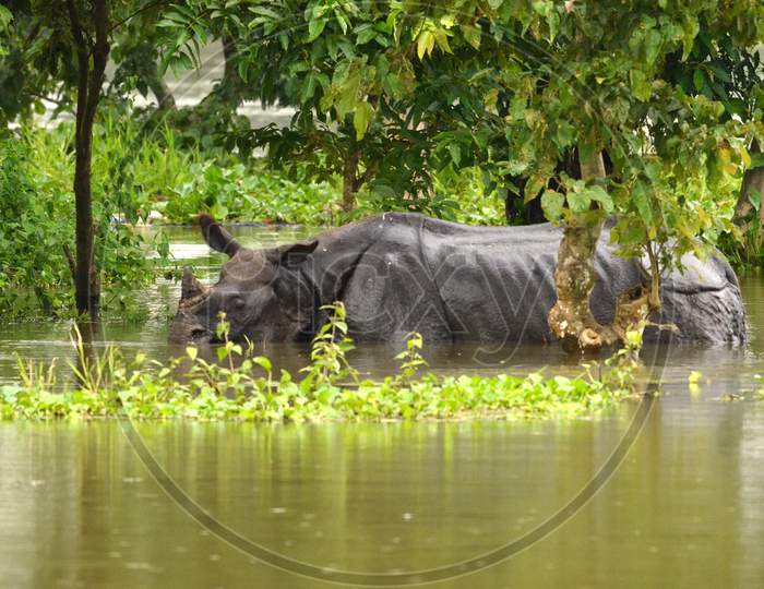 INDIA,KAZIRANGA 27 JULY 2016:An One horn Rhino swim through flood waters in Kaziranga National Park, Assam