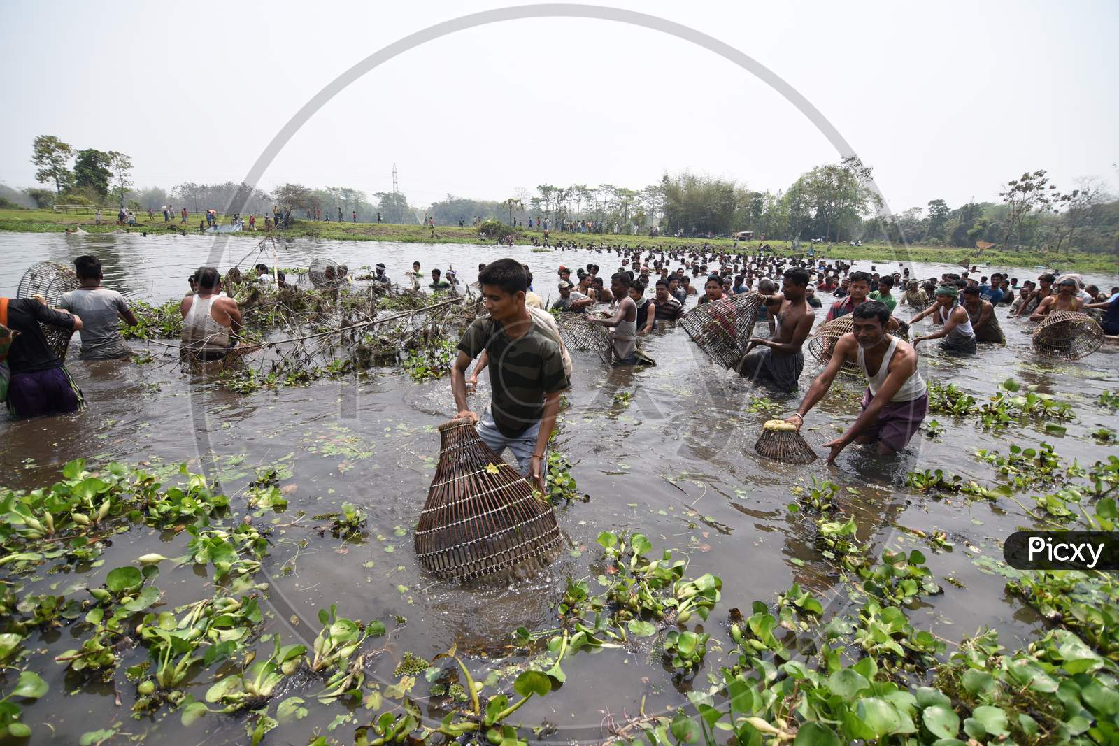 Tribal People of Assam Participating In Community Fishing With Nets in Tropical Lakes in Nagaon