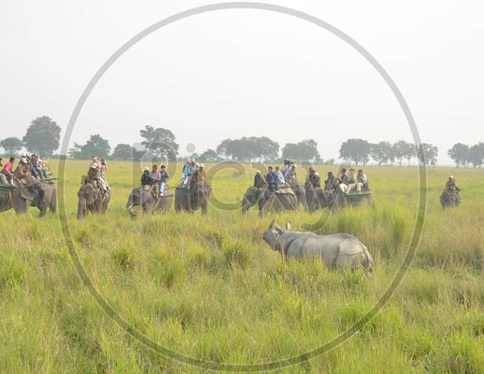 Tourists And Wild life Photographers  Taking Rides on Elephants And Watching Rhinoceros  in Kaziranga National  Park , Assam