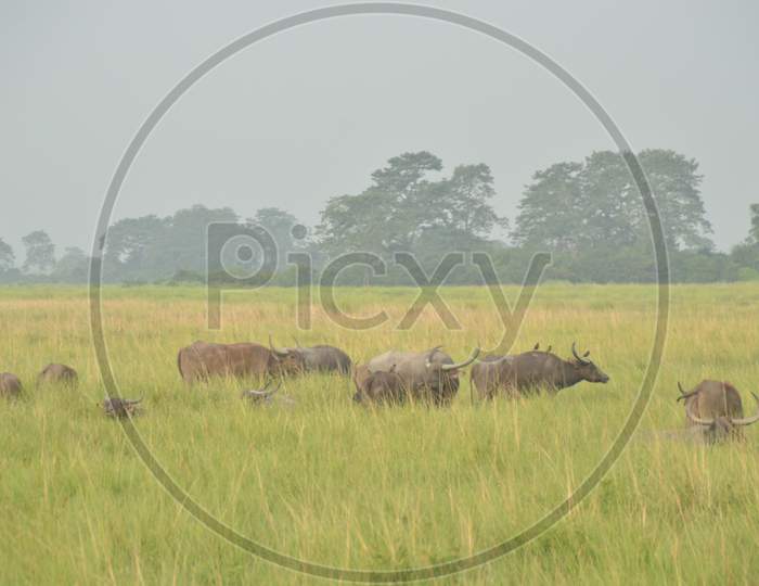 Wild Buffaloes in Tropical Grass Lands in  Kaziranga National Park , Assam