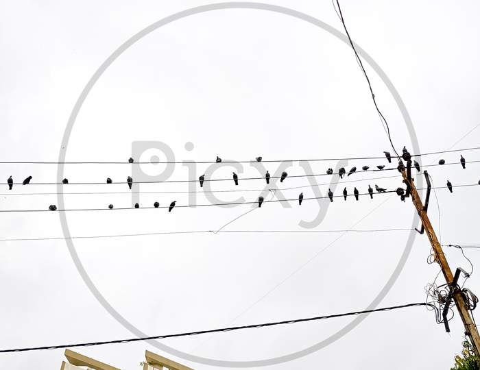 Birds On Electric Wires