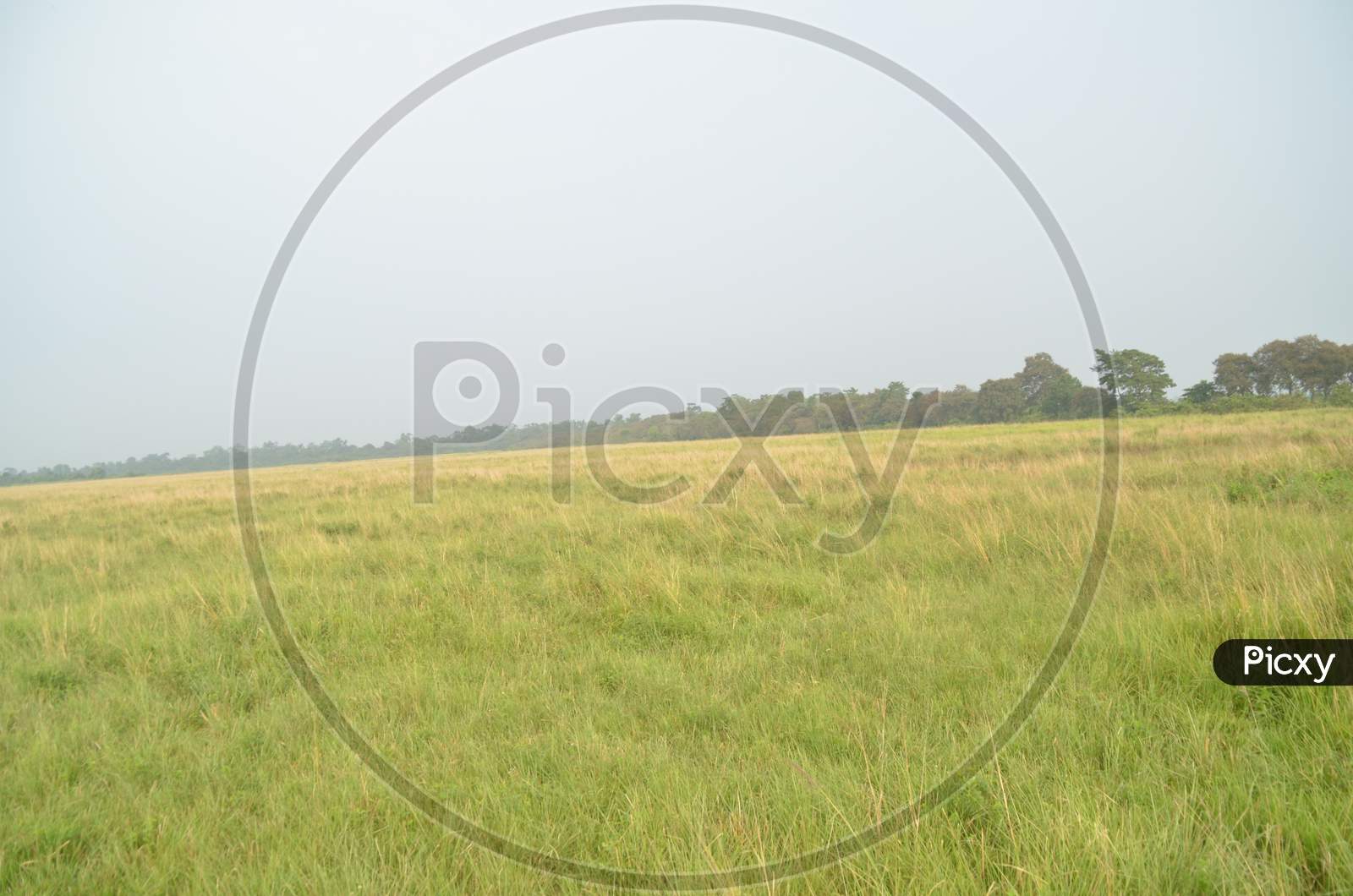 Tropical Grass Lands in  Kaziranga National Park , Assam