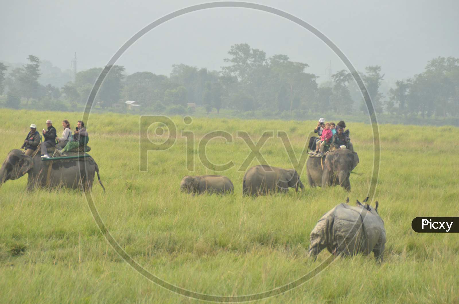 People Taking Pictures of One Horned Rhino in Kaziranga National Park, Assam