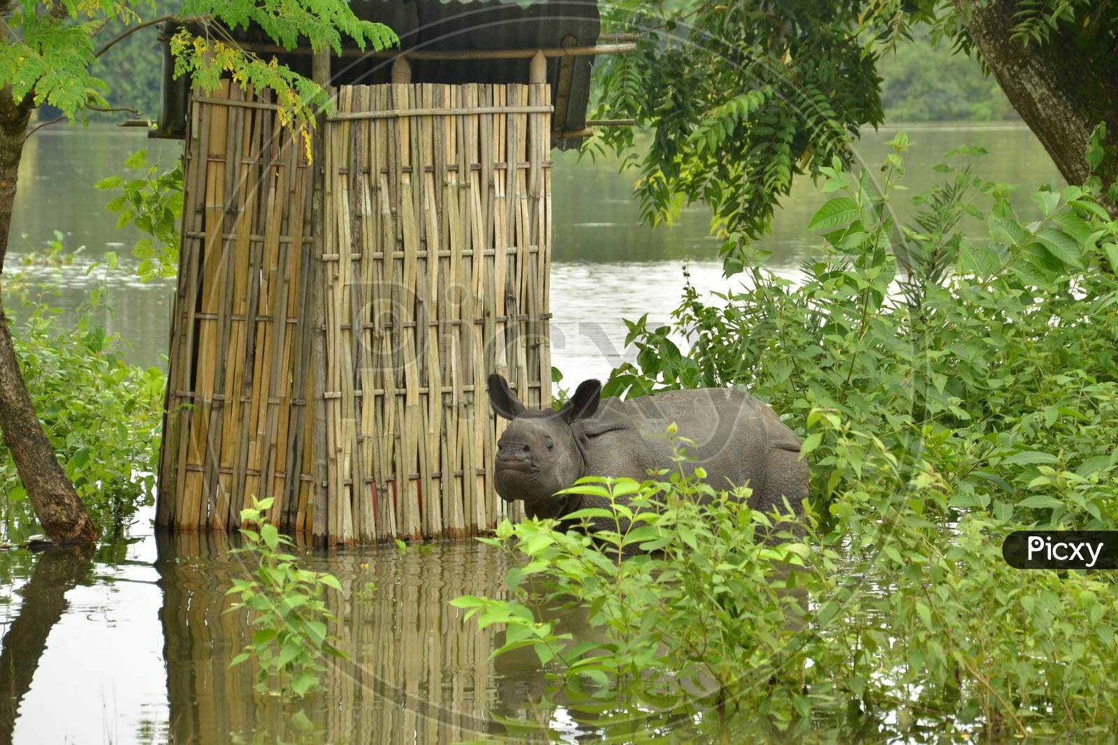 A Baby Rhino  Seen, Stand Near A Human Settlement Following Floods At The Kaziranga National Park, East Of Gauhati, Northeastern Assam State, India, July 27, 2016