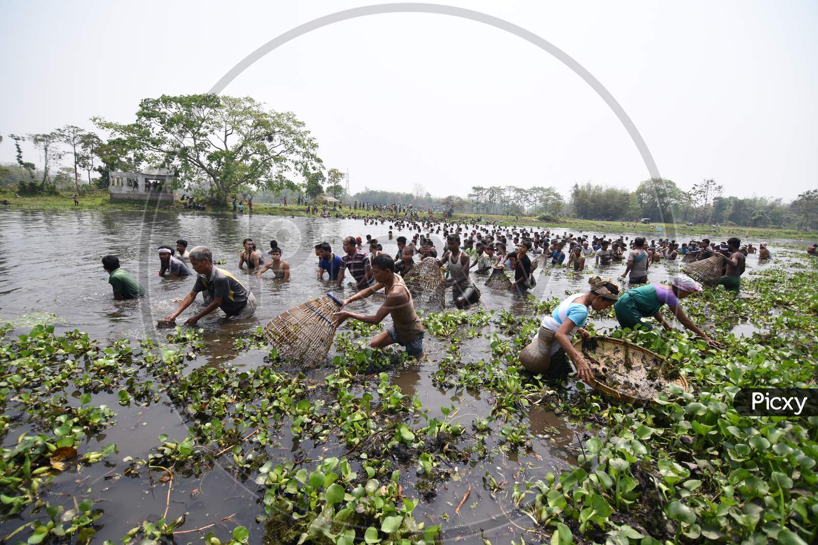 image-of-tribal-people-of-assam-participating-in-community-fishing-with