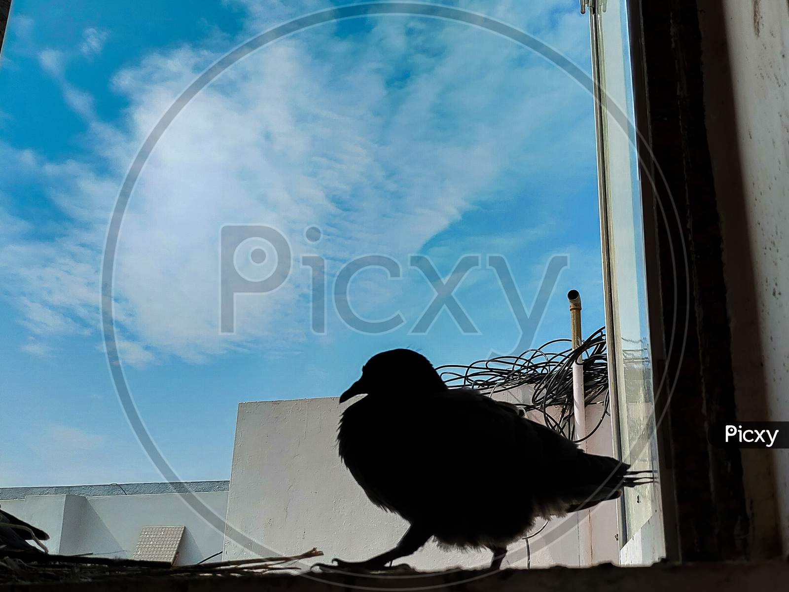 Silhouette of a Pigeon  In a Window