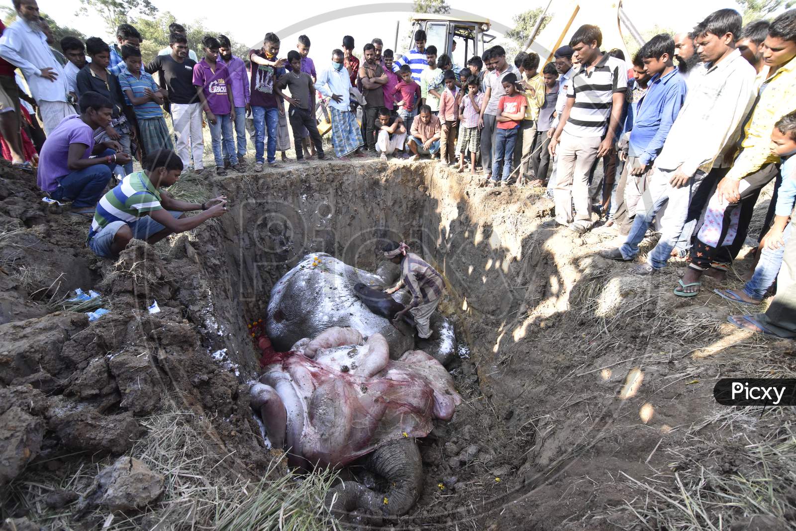 Local People Cremating Elephant Corpse Died By Train Hit in Hojai, Assam