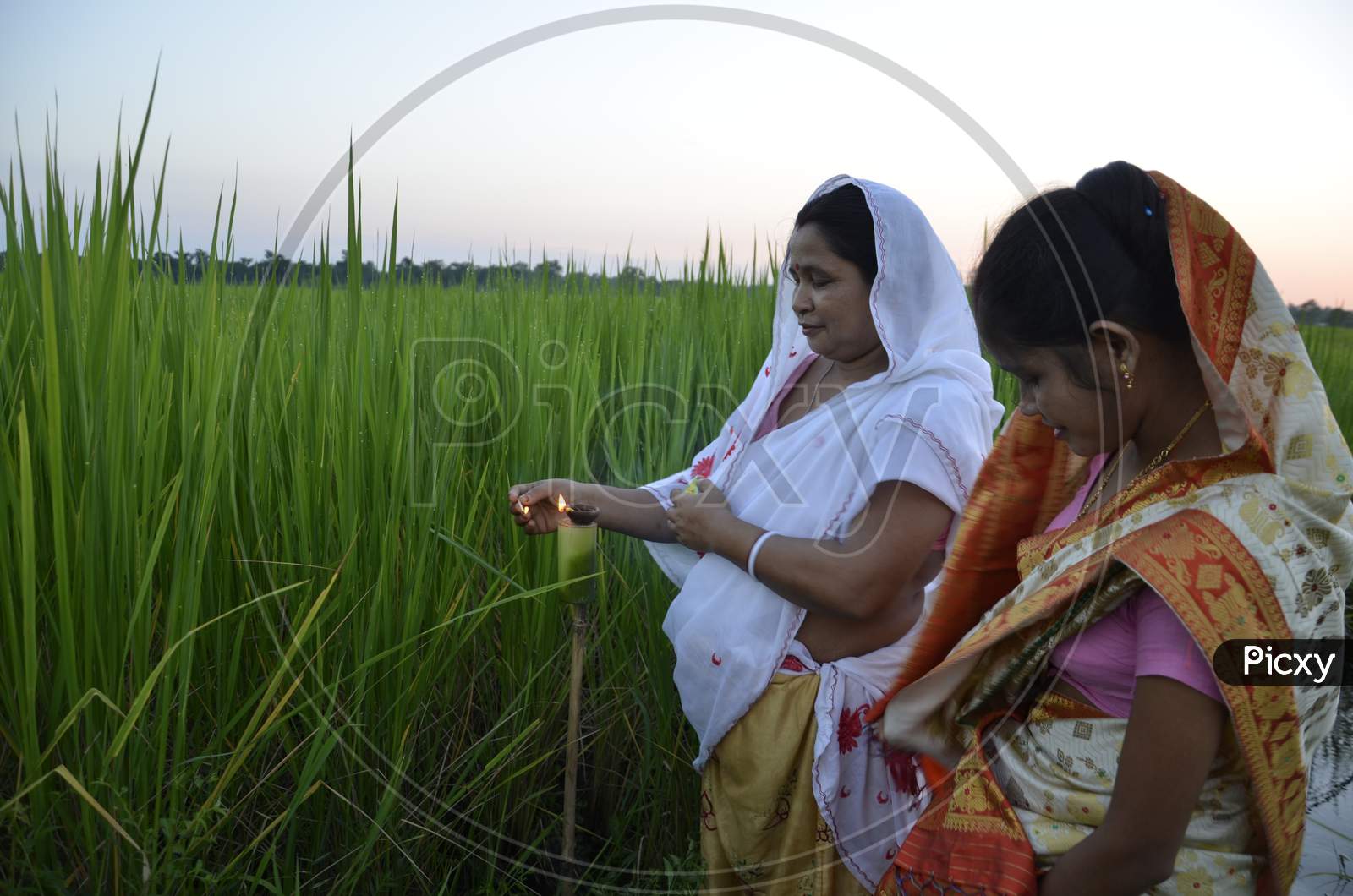 Image of Assamese Farmers Celebrating Kati Bihu Festival To Ensure ...