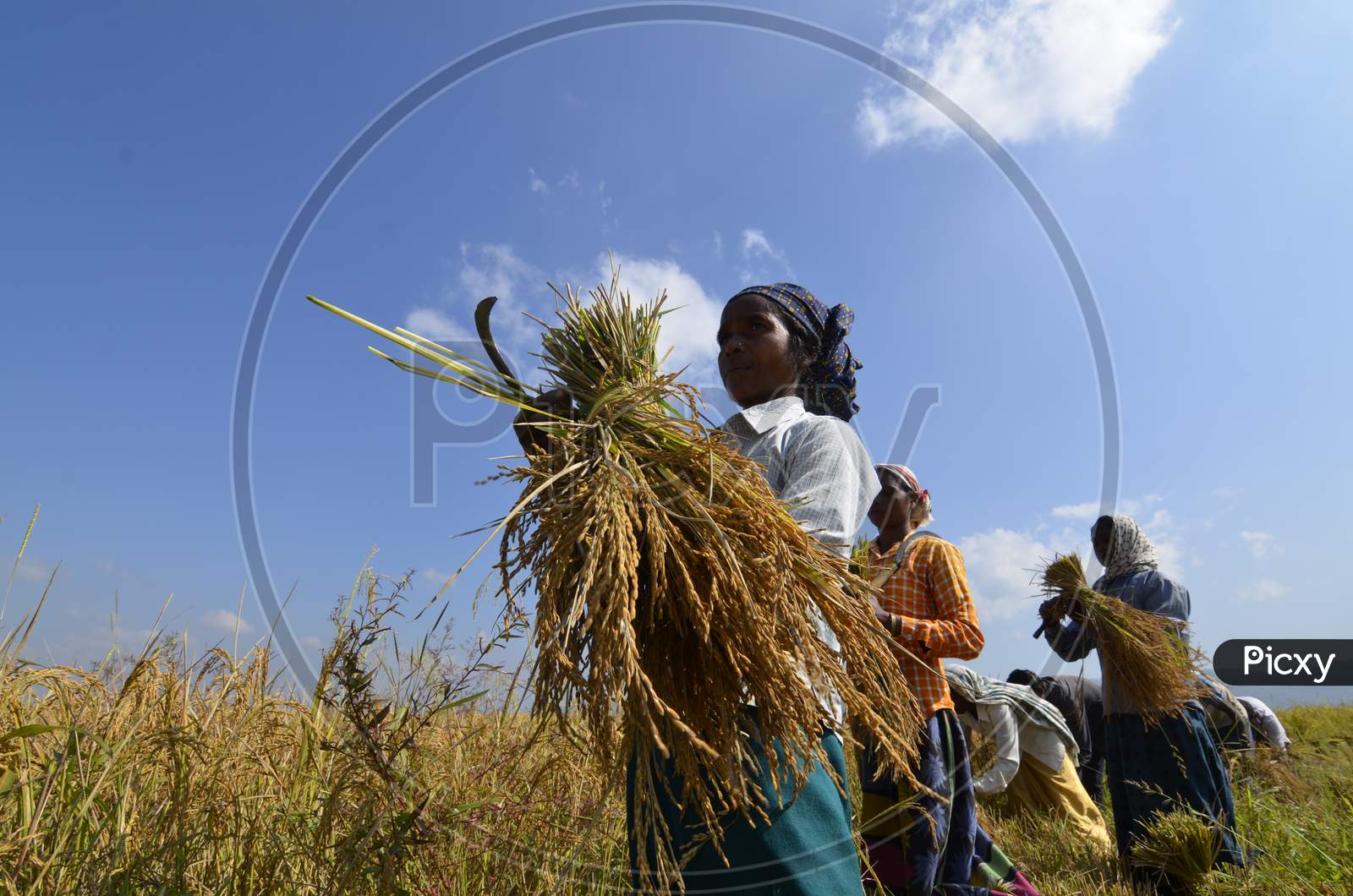 Woman Farmers Working In Paddy Harvesting Fields in Nagaon, Assam