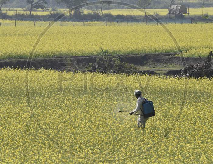 A Farmer Spraying Pesticides in an  Mustard Agricultural Fields in Morigaon, Assam