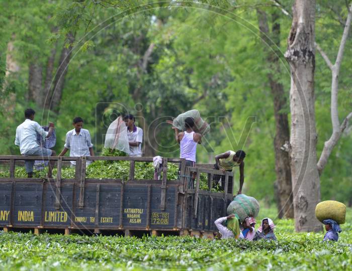 Tea Estate Workers  Loading  Freshly Plucked Tea Leafs in Assam Tea Gardens