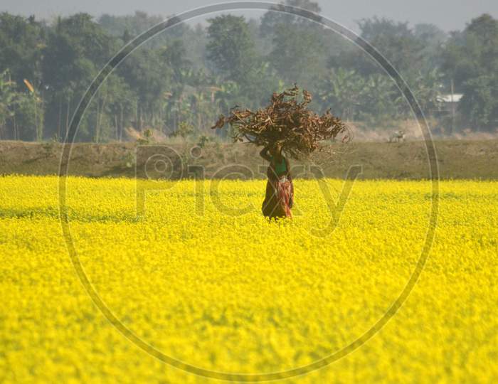 Woman Farmer In an Mustard Field With Yellow Blooming Flowers in Morigaon, Assam