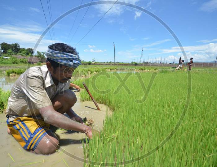 Farmers Planting Paddy Saplings in Agricultural Fields in Kaziranga,Assam