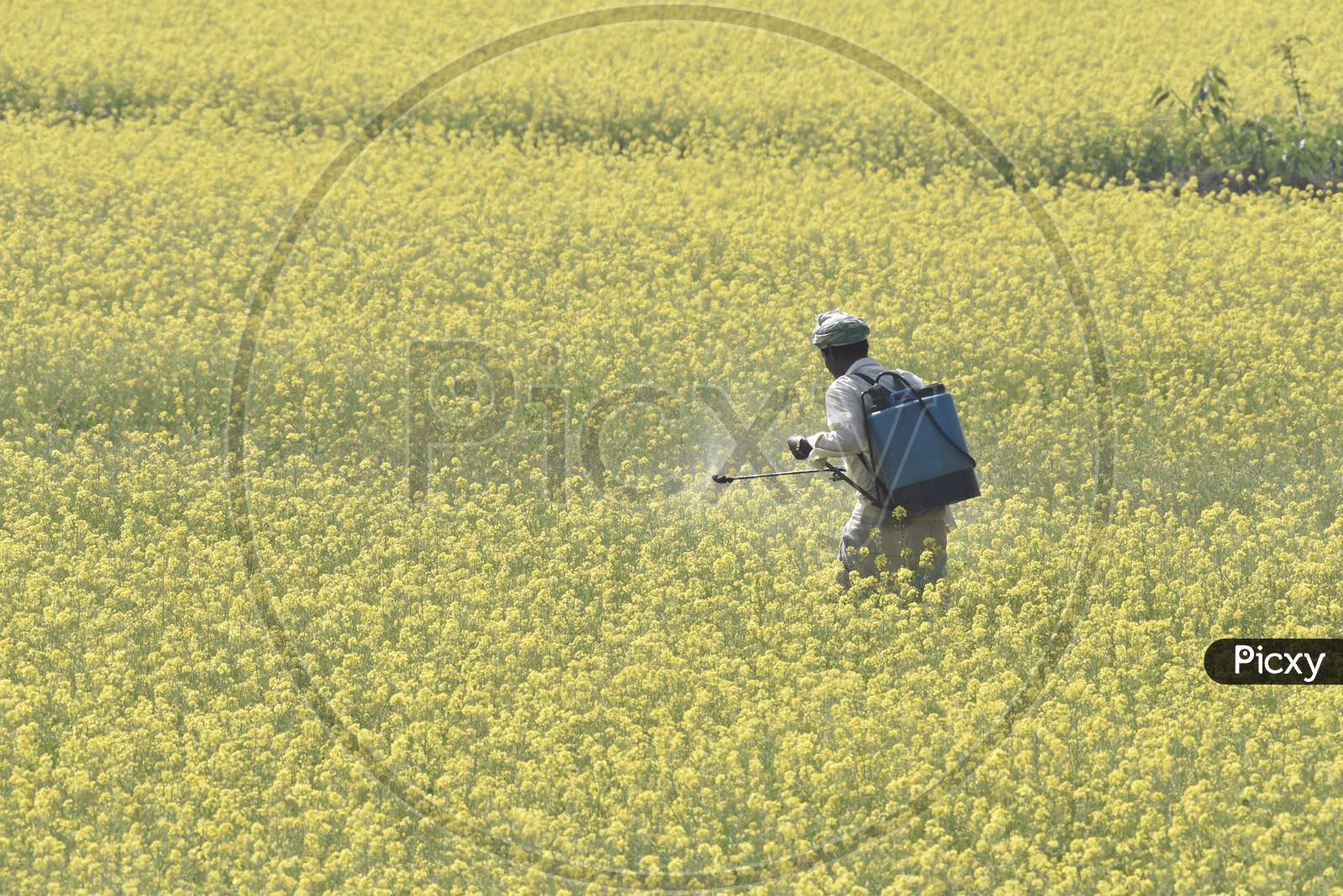 A Farmer Spraying Pesticides in an  Mustard Agricultural Fields in Morigaon, Assam