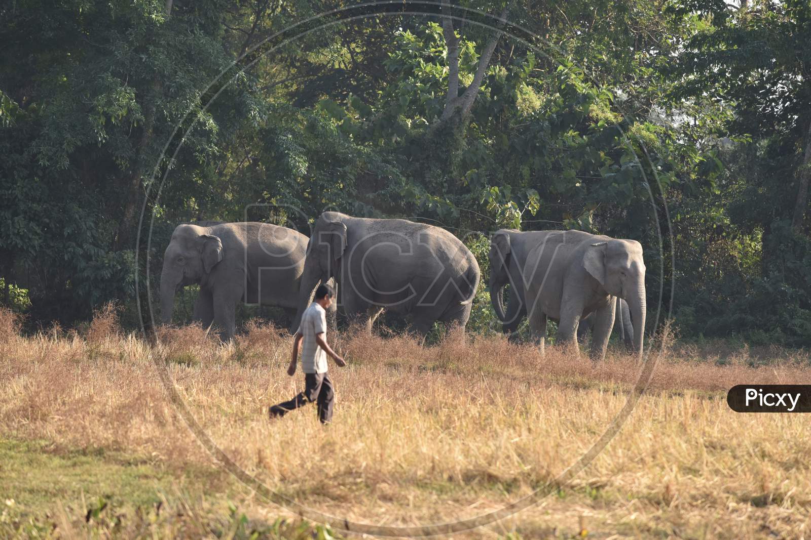 Wild Elephants In an Village Outskirts Of Nagaon, Assam