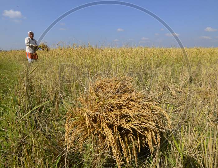 Farmer Of Assam Working In Paddy Harvesting Fields in Nagaon , Assam