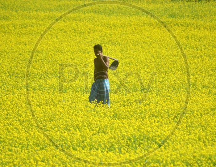 Farmers In an Mustard Field With Yellow Blooming Flowers in Morigaon, Assam