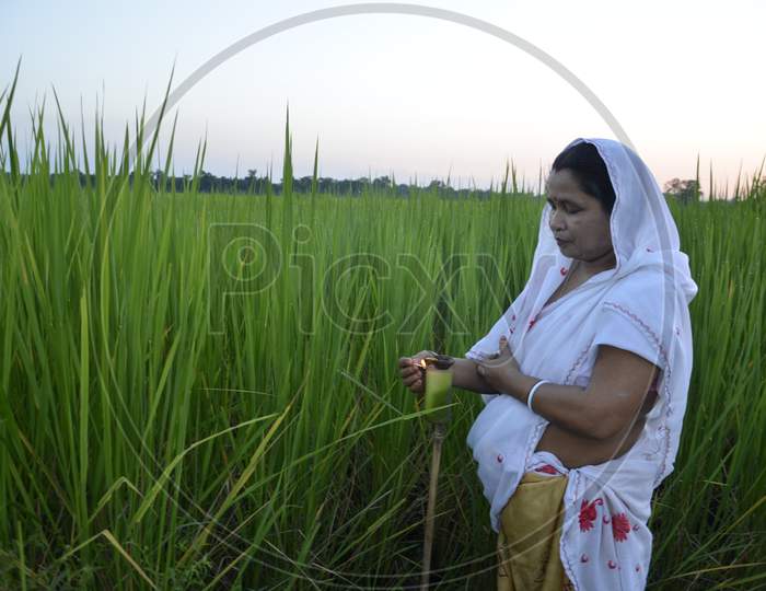 Assamese Farmers Celebrating Kati Bihu Festival To Ensure Strong Growth And Healthy Crop  In The Month on Kati in Nagaon, Assam