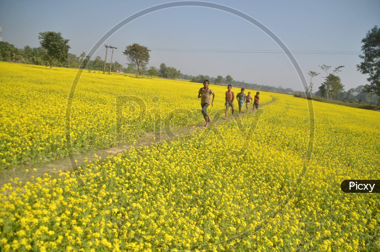 Children Playing in Mustard Fields With Yellow Blooming Flowers in Morigaon, Assam