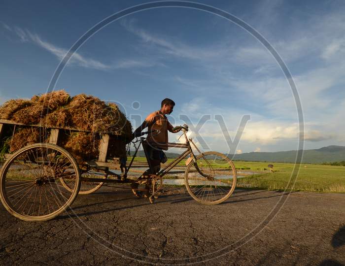 A Farmer Carrying Paddy Sapling Bundles in an Rickshaw At Paddy Fields in Nagaon, Assam
