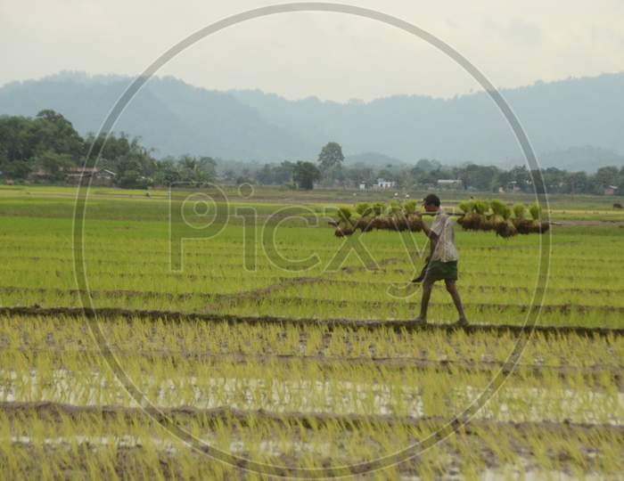 A Farmer Carrying Paddy Sapling Bundles Over His Shoulder In Paddy Harvesting Fields