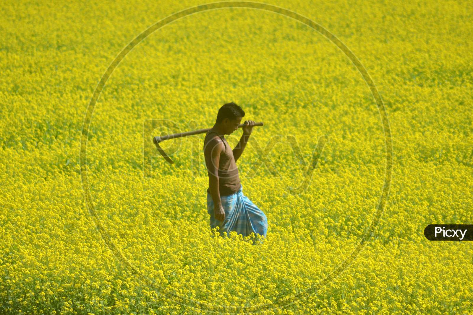 Farmer In an Mustard Field With Yellow Blooming Flowers in Morigaon, Assam