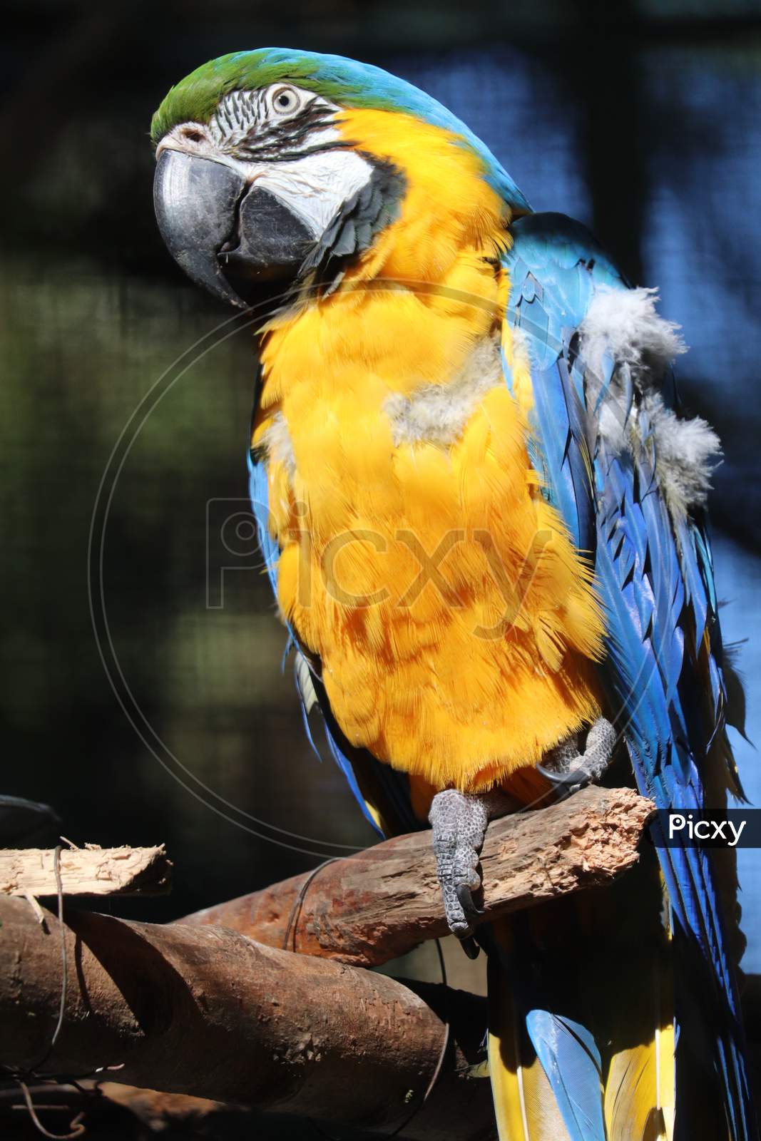 Macaw Parrot In an  Zoo