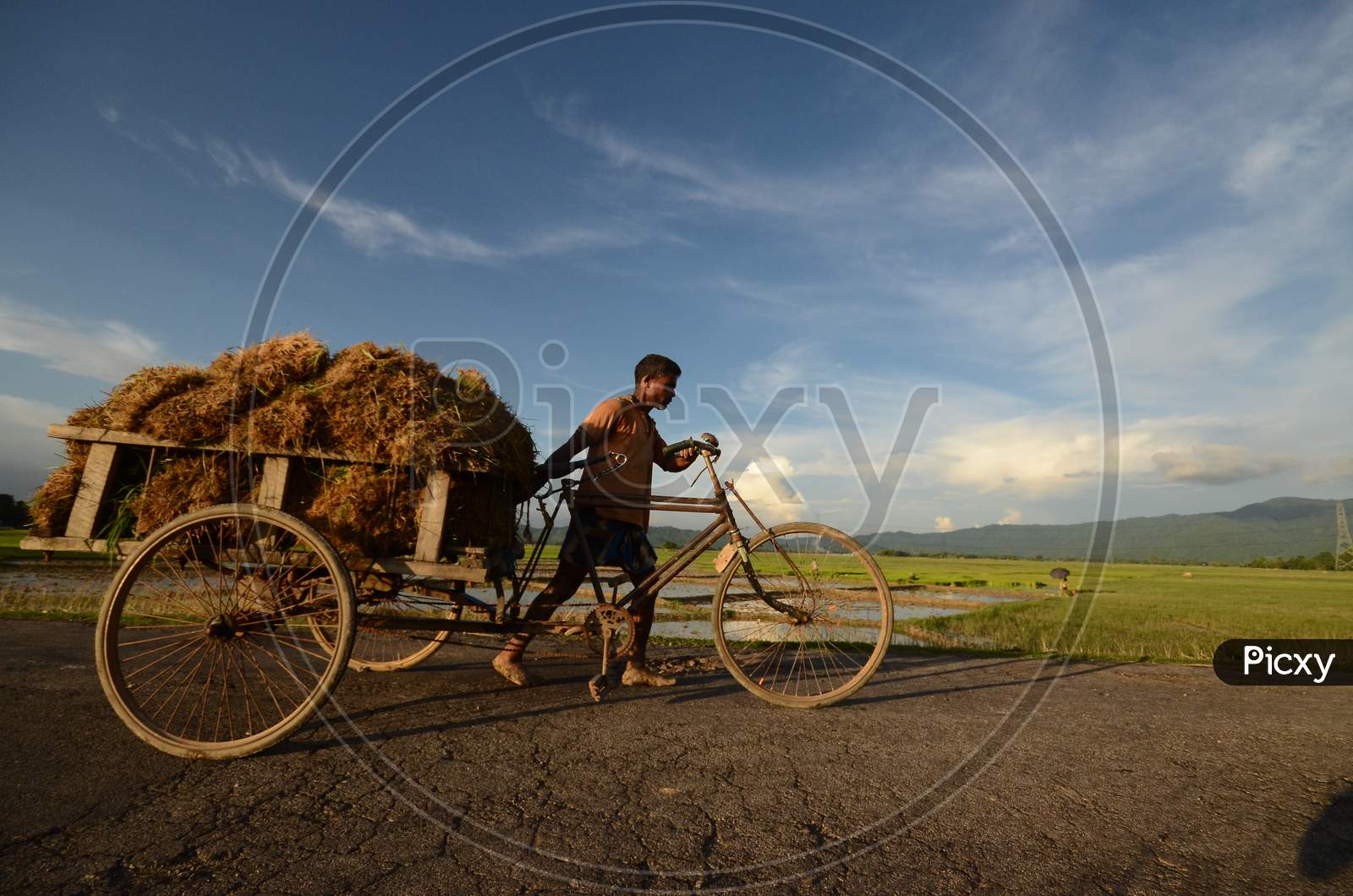 A Farmer Carrying Paddy Sapling Bundles in an Rickshaw At Paddy Fields in Nagaon, Assam